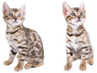 Bengaler